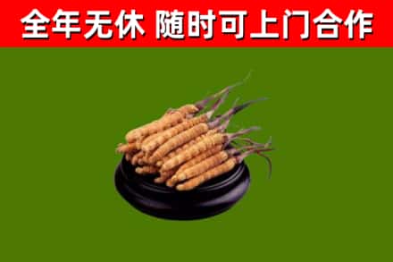通榆县回收冬虫夏草