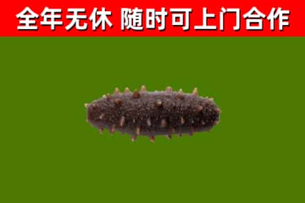 通榆县回收海参干